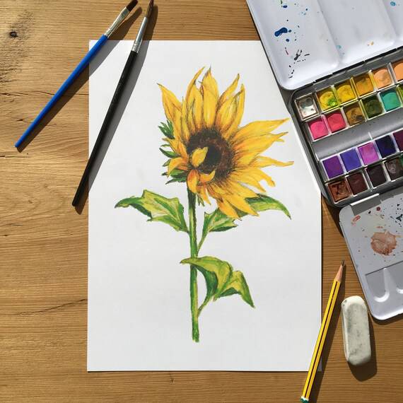 Sunflower Pictures Drawing